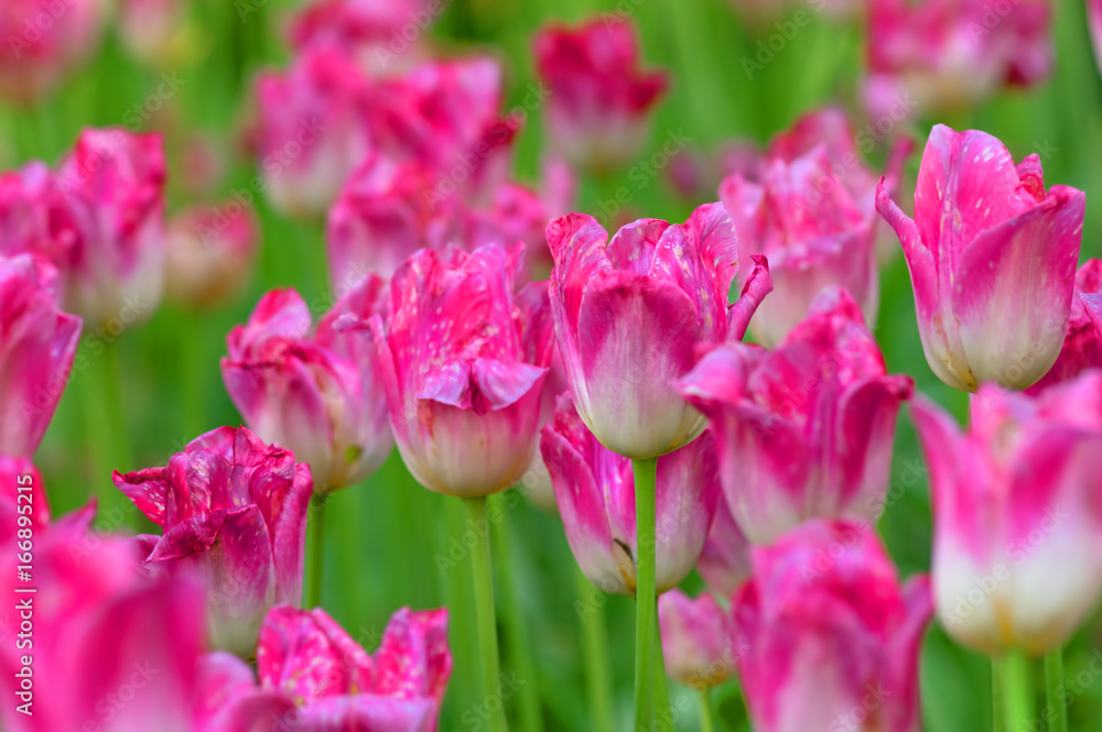 Flower tulips background
