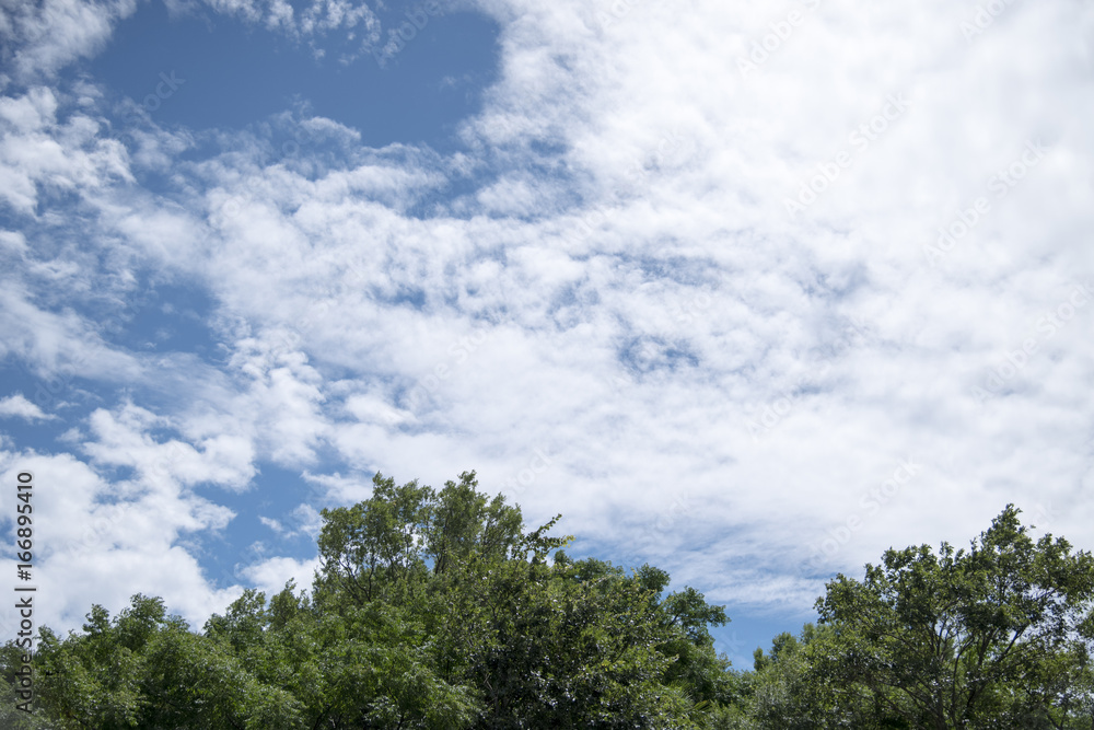 木と空と雲、青い夏の日