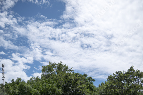 Fototapeta Naklejka Na Ścianę i Meble -  木と空と雲、青い夏の日