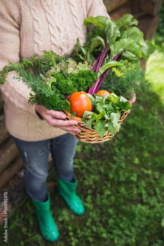 Woman is holding a basket of vegetables. Garden of vegetables. Tomatoes, cucumbers, parsley, dill, mint, carrots, beets, peppers. Season harvesting. © scharfsinn86