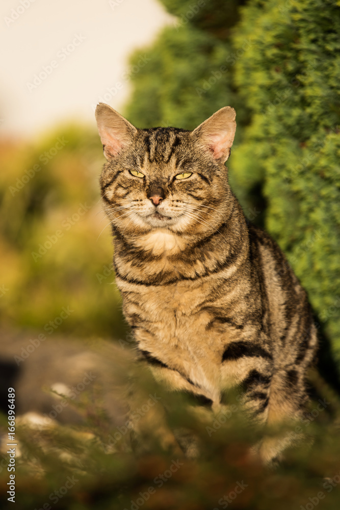 Fototapeta premium Cat, Cats, Kitty 