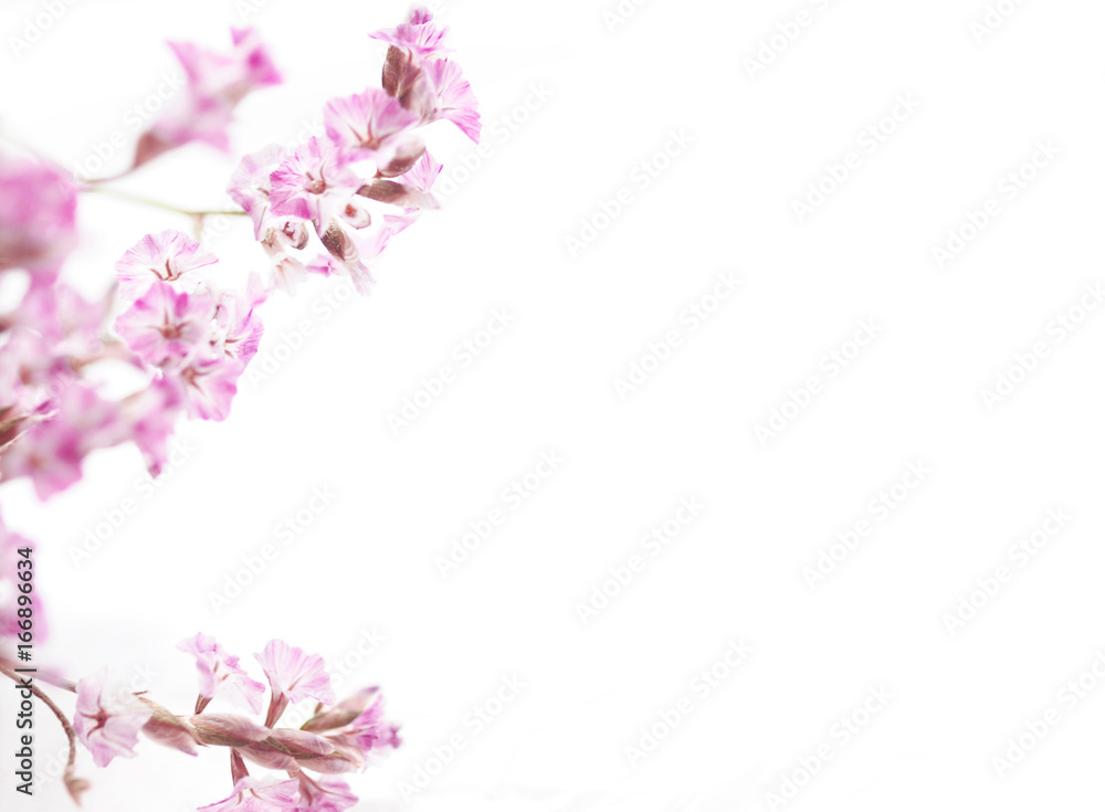 Pink flowery frame on white background. Pink flowers isolated on white. Copy space