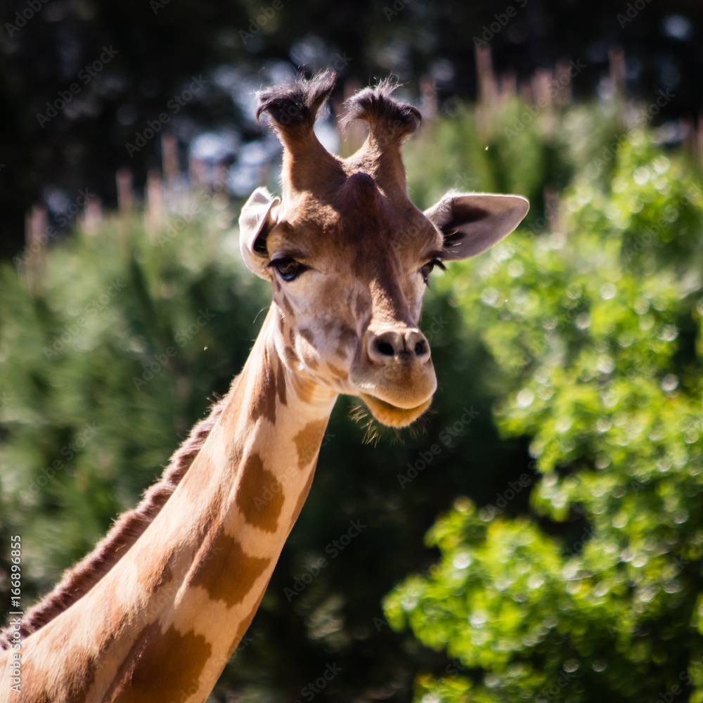 Obraz premium girafee