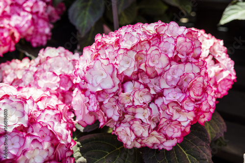 Fototapeta Naklejka Na Ścianę i Meble -  Hydrangea macrophylla with intricate dark pink and white double flowers. 