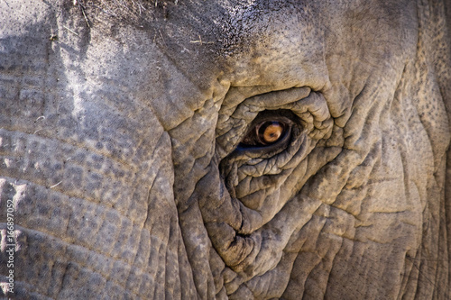 Photography eye of elephant in close-up