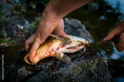 Fototapeta Naklejka Na Ścianę i Meble -  Fisherman filleting freshly caught freshwater carp, fisherman and his catch