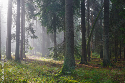 Coniferous trees against light of misty sunrise