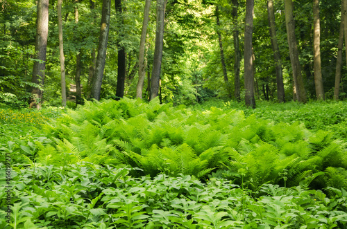 Beautiful fern among trees