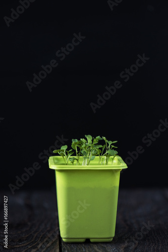 Rukkola growing in a pot
