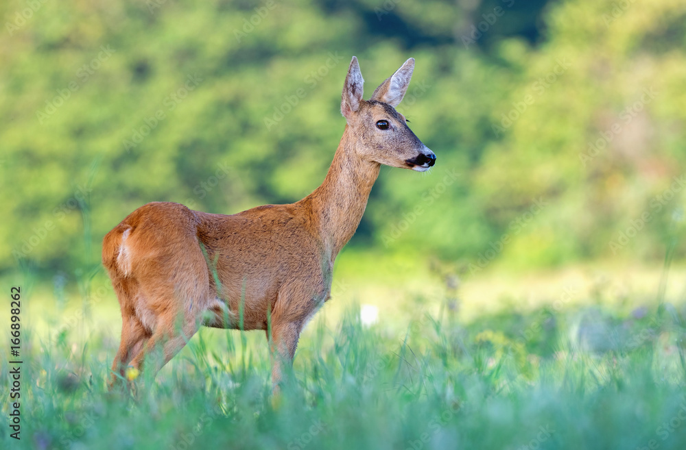 Wild female roe deer in a field