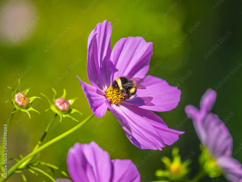 Bumblebee harvesting pollen from blooming flowers Bumblebee harvesting pollen from blooming flowers