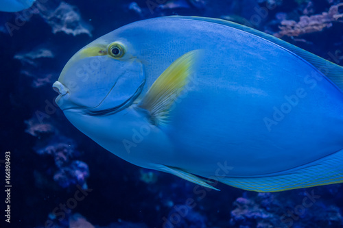 Fototapeta Naklejka Na Ścianę i Meble -  Blue Fish Closeup 2