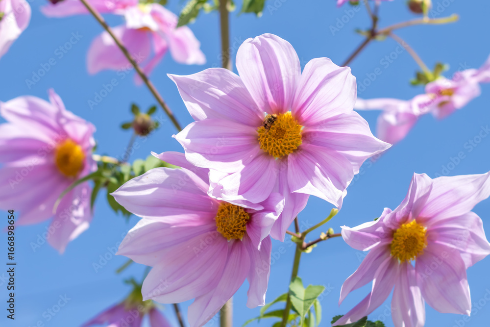 Fully Bloomed Pink Dahlia Imperialis at Garden in November Fully Bloomed Pink Dahlia Imperialis at Garden in November