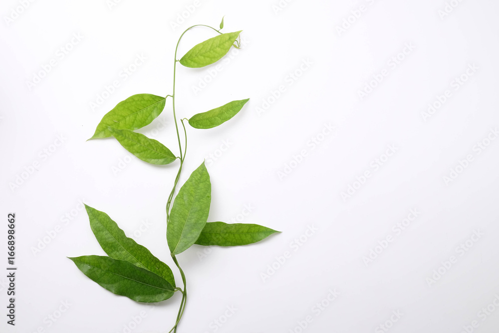 Fototapeta premium Bamboo grass, Bai-ya-nang. (Name spelled as Thailand) Tiliacora triandra Colebr. isolated on white background