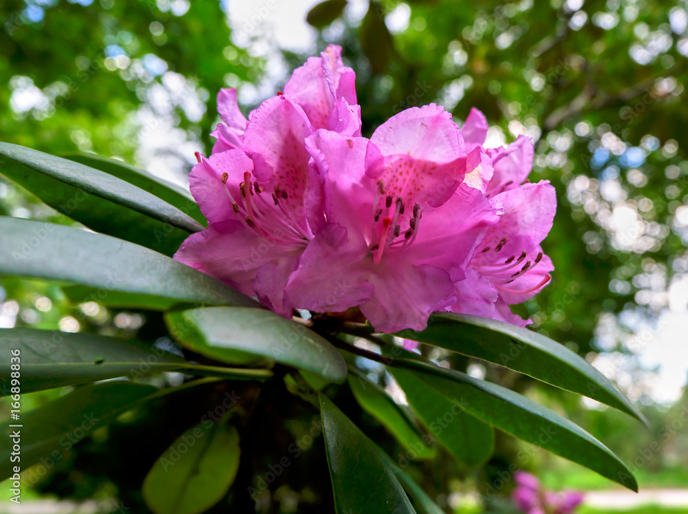 Fototapeta premium Цветок