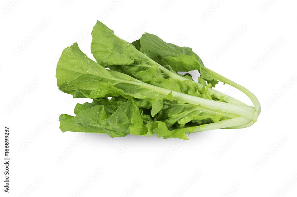 Green chinese green cabbage On a white background Green chinese green cabbage On a white background