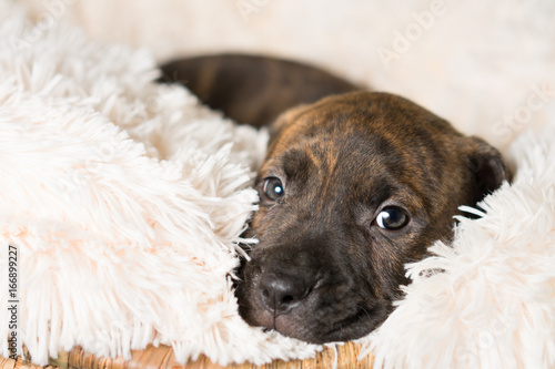 Mix breed brindle puppy canine dog lying down on soft white blanket looking happy, pampered, hopeful, sweet, friendly, cute, adorable, spoiled, © Lindsay_Helms