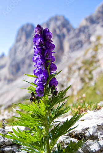 Aconitum napellus  Bergeisenhut