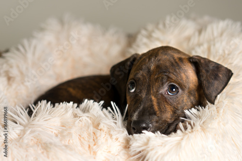Mix breed brindle puppy canine dog lying down on soft white blanket looking happy, pampered, hopeful, sweet, friendly, cute, adorable, spoiled while looking up © Lindsay_Helms