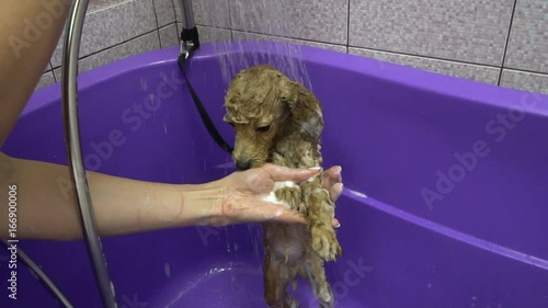 Washing Dog poodle puppy having a shampoo in the bathroom. Slow motion