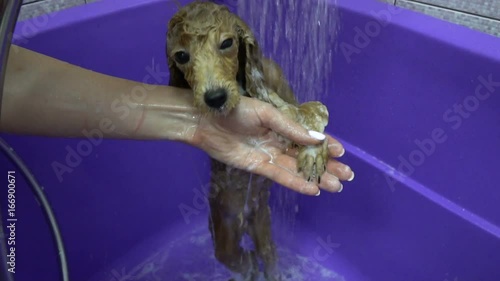 Washing Dog poodle puppy having a shampoo in the bathroom. Slow motion