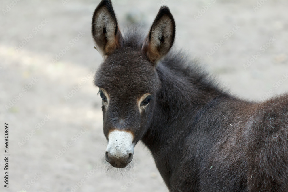 Donkey is a cute young donkey closeup looking into the camera.