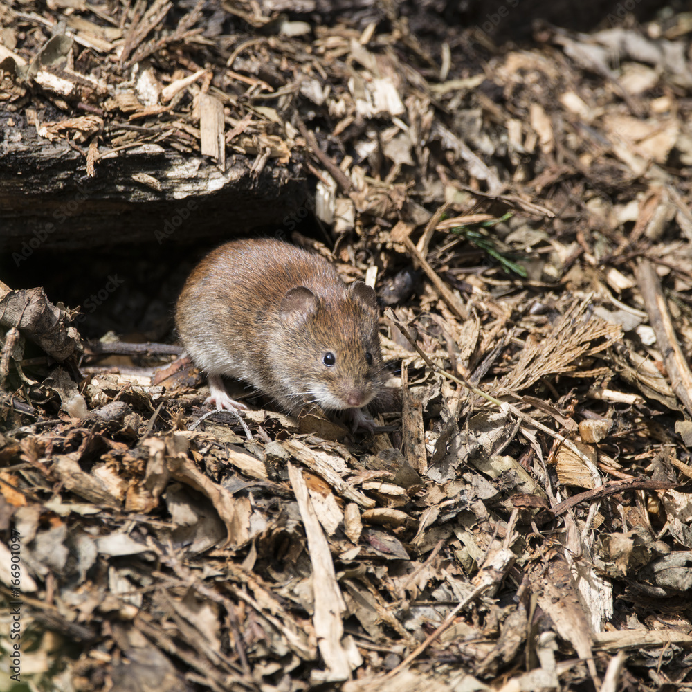 Bank vole rodent Myodes Glareoleus in decaying tree stump in forest landscape Bank vole rodent Myodes Glareoleus in decaying tree stump in forest landscape