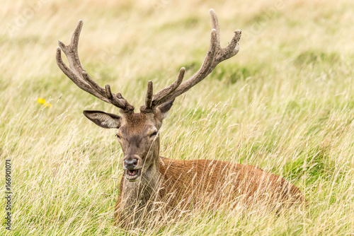 red deer stag lying in grass, open mouth