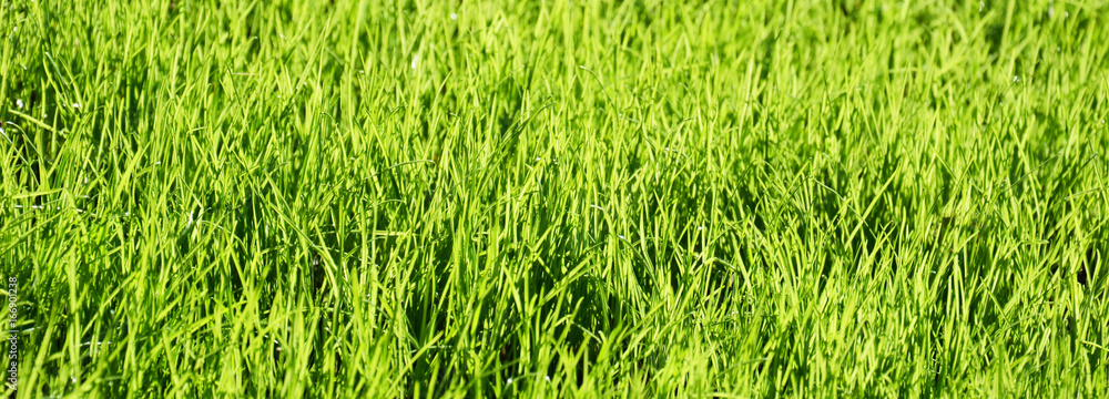 Obraz premium frischer Rasen