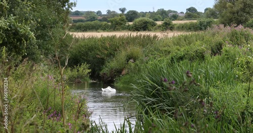 River Tove in Buckinghamshire, England in summer photo