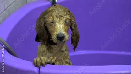 Washing Dog poodle puppy in the bathroom. Slow motion