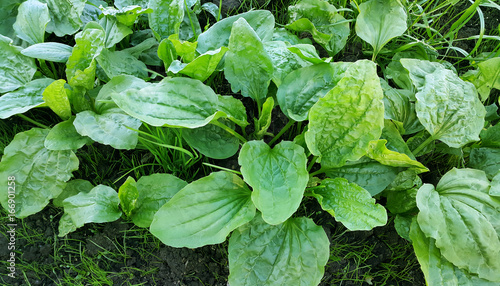 Fresh green leaves of plantain photo