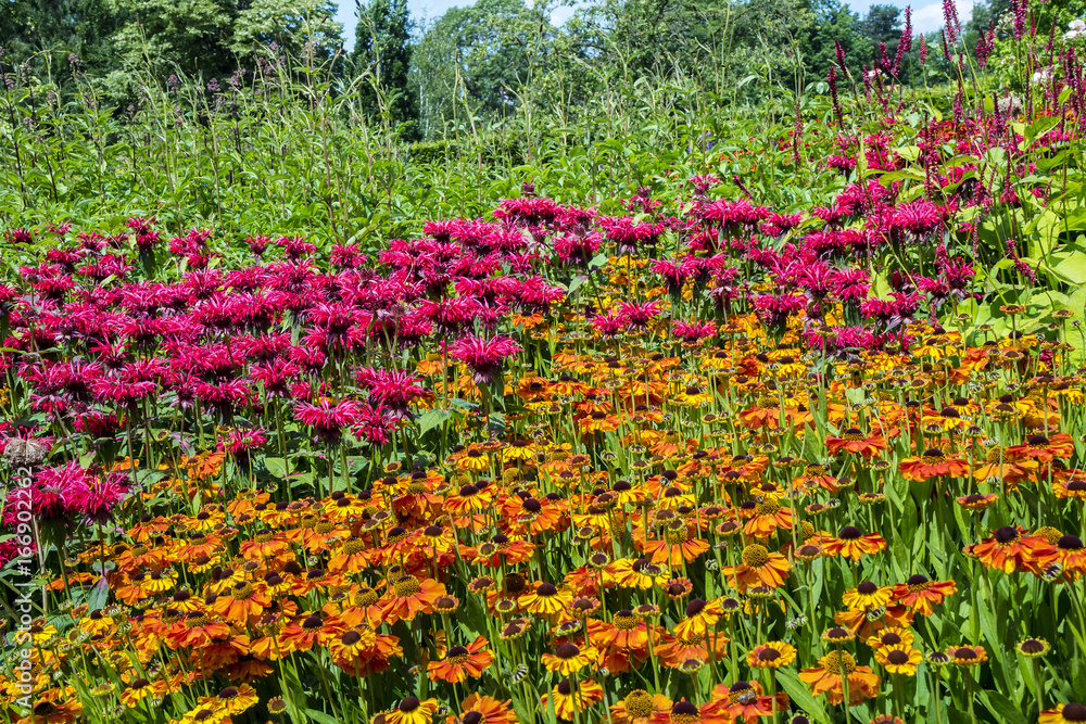 Perennial flowers Pink Monarda and Orange Rudbeckia in a herbaceous border.