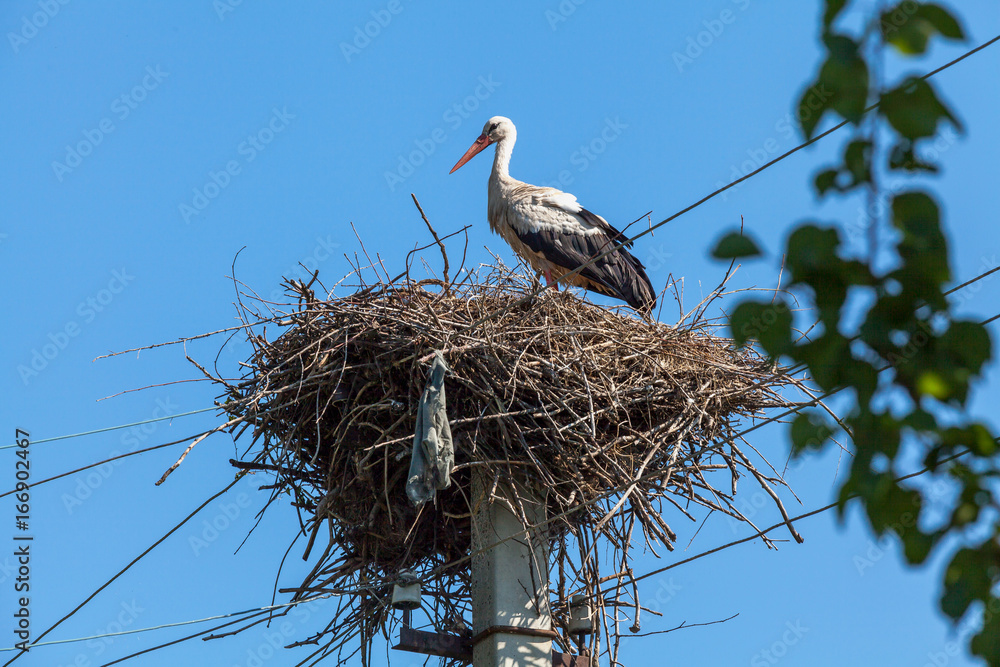 Fototapeta premium White stork in nest high on pole