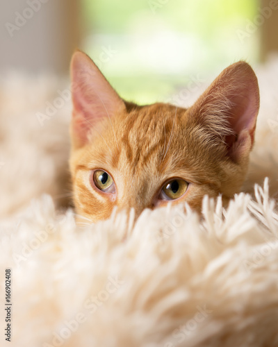 Young orange kitten cat feline peeking out of soft white blanket looking pampered happy curious luxurious at home soft happy sweet friendly alert watching waiting while making eye contact
