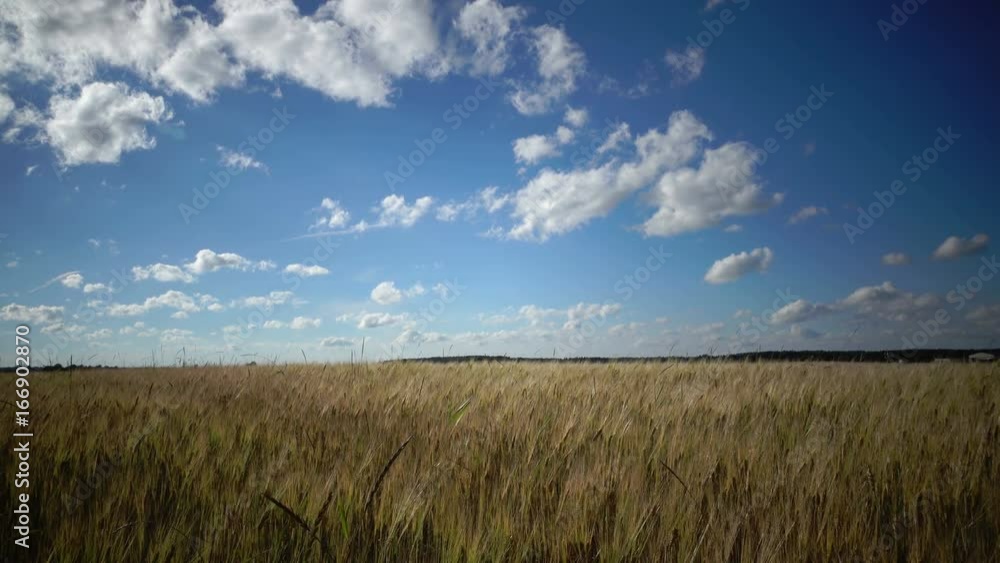 Summer landscape, the field of ripe wheat and the sky with white clouds in summer sunny day Summer landscape, the field of ripe wheat and the sky with white clouds in summer sunny day