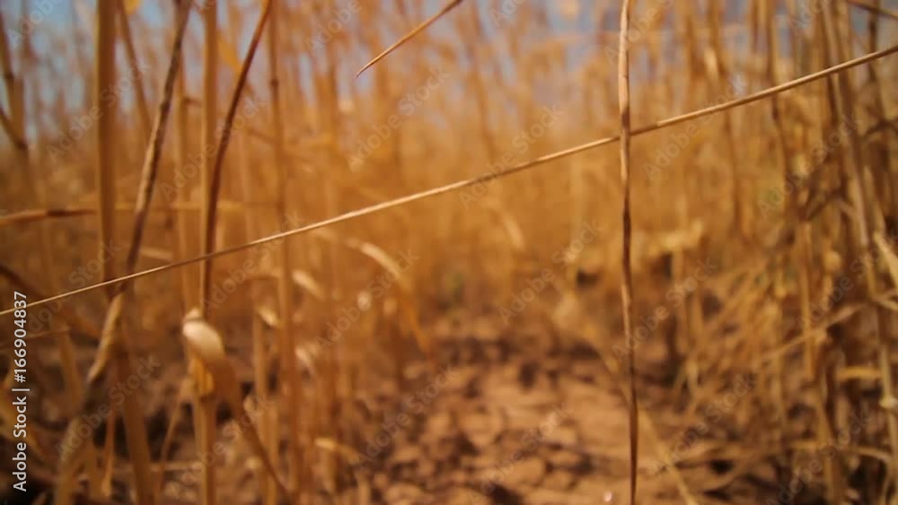 moving through a wheat field moving through a wheat field