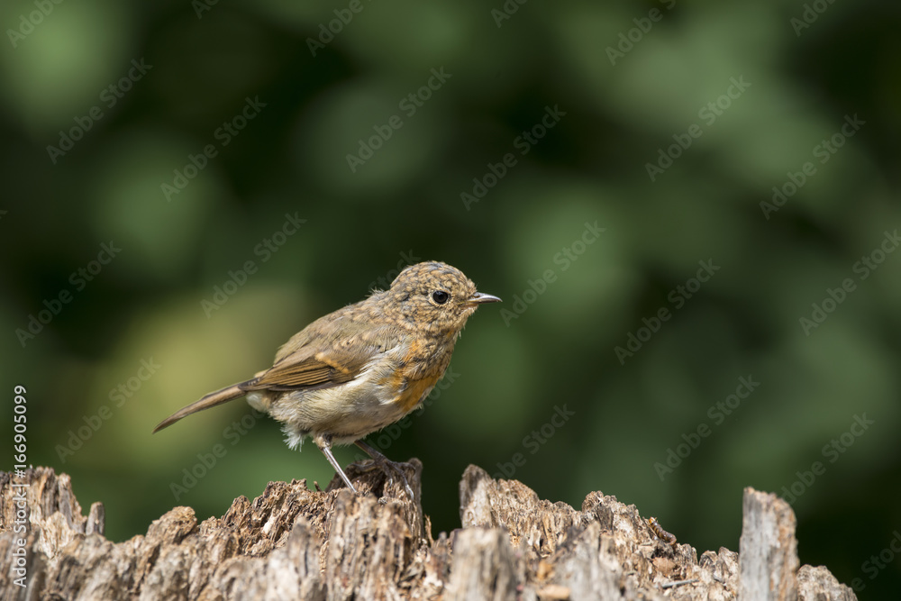 Juvenile Robin bird Erithacus Rubecula on tree stump in forest landscape setting Juvenile Robin bird Erithacus Rubecula on tree stump in forest landscape setting