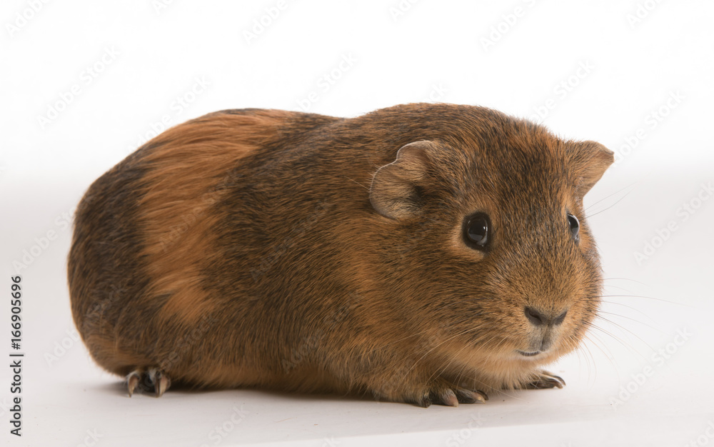 Cavy isolated on white background Cavy isolated on white background