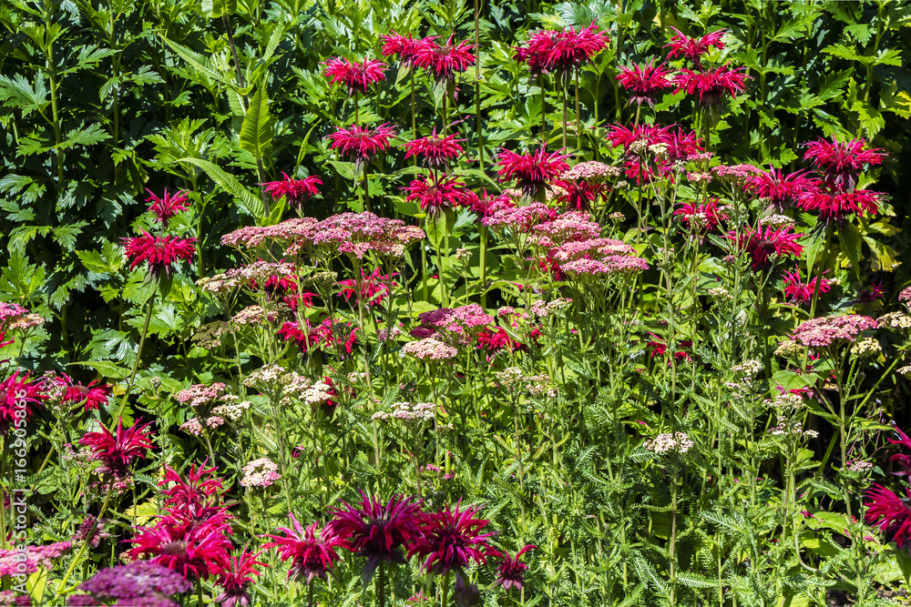 Dark Pink Monarda and Achillea flowers in a herbaceous border. Dark Pink Monarda and Achillea flowers in a herbaceous border.