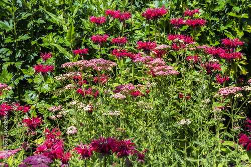Dark Pink Monarda and Achillea flowers in a herbaceous border.
