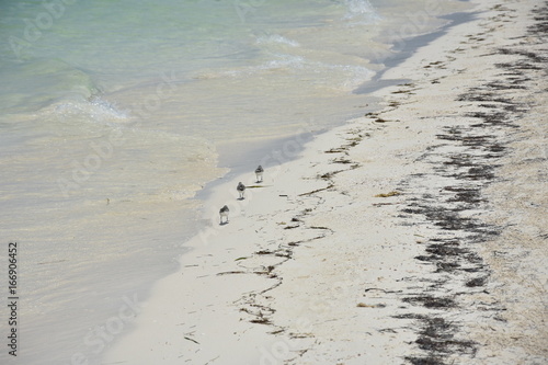 Oiseaux plage cayo levisa cuba photo
