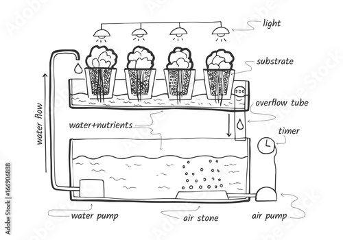 Ebb and flow hydroponic system