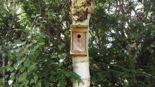 The birdhouse weighs on the birch