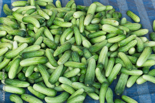 Fresh green cucumbers background at market in Thailand