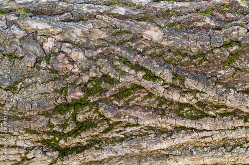 bark of tree