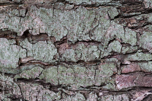 bark of tree