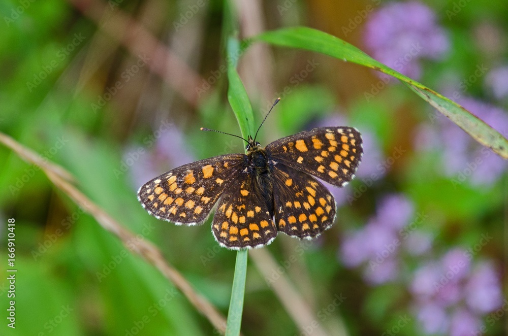 motyl rusałka kratkowiec (Araschnia levana) motyl rusałka kratkowiec (Araschnia levana)