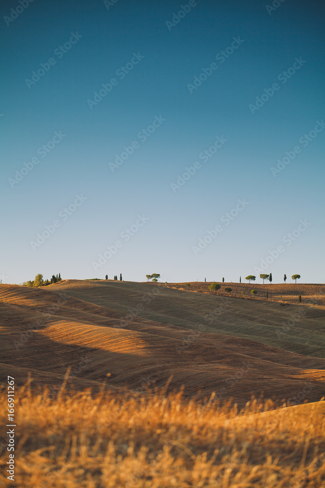 Obraz premium Lonely trees in the field