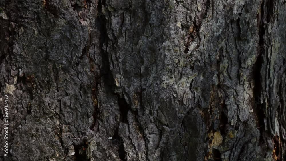 Beautiful texture of conifer tree bark. Camera slowly moving lengthwise the trunk. Vertical panoramic scene from up to down. Closeup view of peaceful nature with light and shadows. 4K
Beautiful texture of conifer tree bark. Camera slowly moving lengthwise the trunk. Vertical panoramic scene from up to down. Closeup view of peaceful nature with light and shadows. 4K